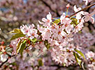Sakura in bloom in Sendai Public Garden