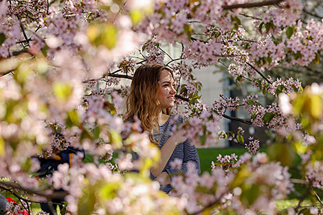 Sakura in bloom in Sendai Public Garden