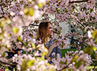 Sakura in bloom in Sendai Public Garden