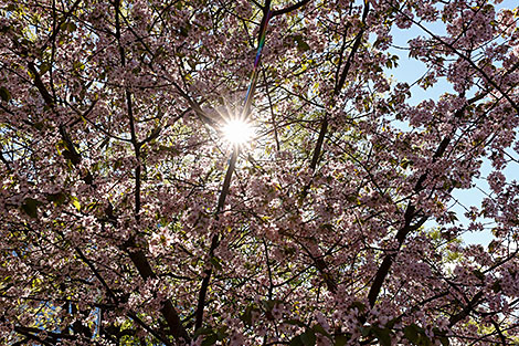 Sakura in bloom in Sendai Public Garden