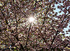 Sakura in bloom in Sendai Public Garden