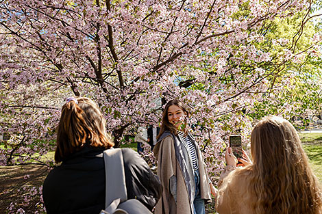 Sakura in bloom in Sendai Public Garden