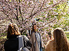 Sakura in bloom in Sendai Public Garden