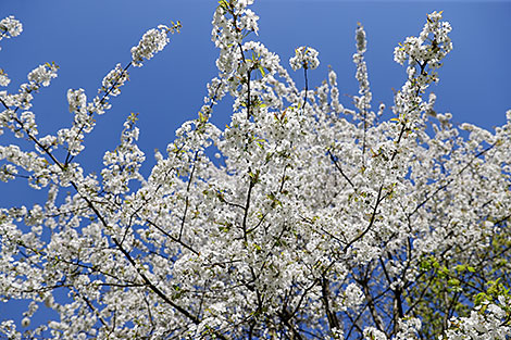 Springtime in Loshitsa Park in Minsk