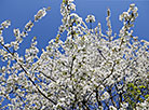 Springtime in Loshitsa Park in Minsk