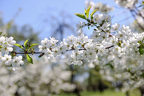 Springtime in Loshitsa Park in Minsk