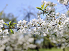 Springtime in Loshitsa Park in Minsk