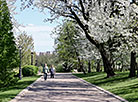 Springtime in Loshitsa Park in Minsk