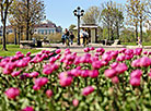 Tulips in Loshitsa Park in Minsk