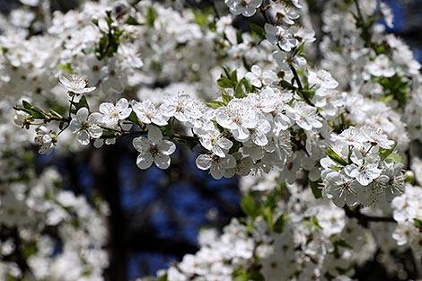 Blooming cherry trees in Mogilev