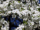 Blooming cherry trees in Mogilev