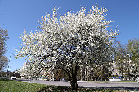 Blooming cherry trees in Mogilev