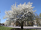 Blooming cherry trees in Mogilev