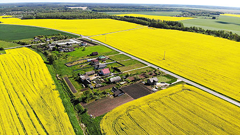 Canola fields in bloom in Grodno District