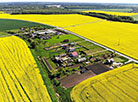 Canola fields in bloom in Grodno District