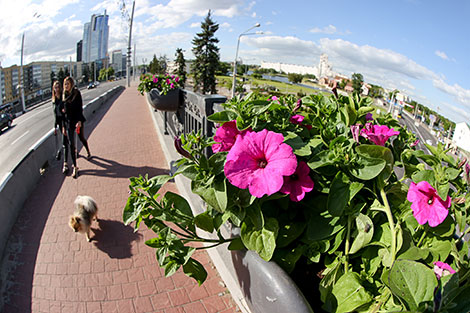 Городские цветы