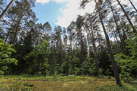 Belovezhskaya Pushcha is the oldest primeval forest in Europe