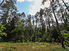 Belovezhskaya Pushcha is the oldest primeval forest in Europe