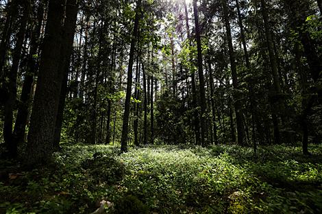 Belovezhskaya Pushcha is the oldest primeval forest in Europe