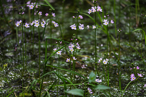 Water violet