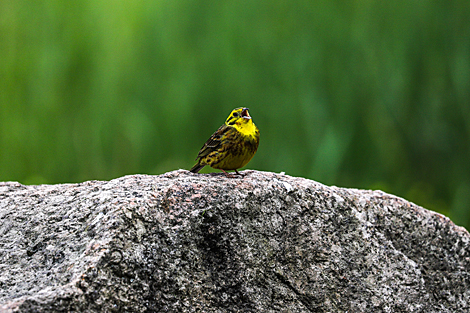 Yellowhammer
