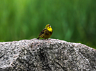 Yellowhammer