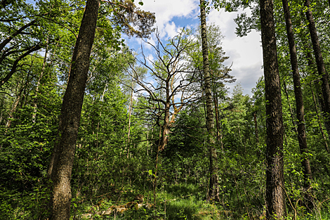 Belovezhskaya Pushcha is the oldest primeval forest in Europe