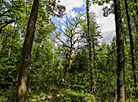 Belovezhskaya Pushcha is the oldest primeval forest in Europe