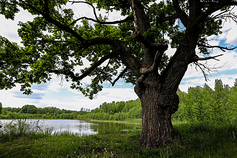 Lake Plyanta