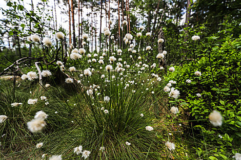 Cottongrass