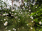 Cottongrass