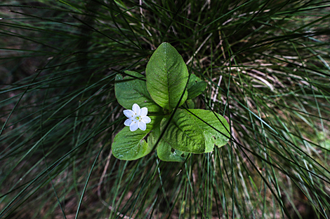 Belovezhskaya Pushcha 