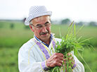 Haymaking festival in Ivye District