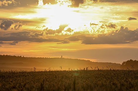 Закат над полем в Смолевичском районе