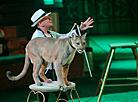 Belarusian State Circus presents new show