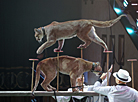 Belarusian State Circus presents new show