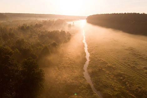 Morning in Belovezhskaya Pushcha