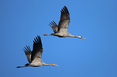 Common cranes flying over Svisloch District