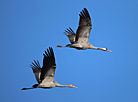 Common cranes flying over Svisloch District