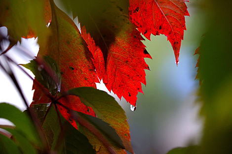 Autumn foliage turns red and fiery