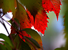 Autumn foliage turns red and fiery