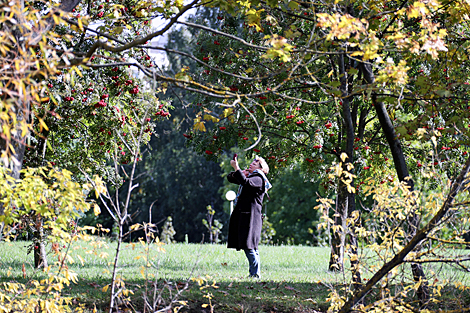 Posing against a rowan tree