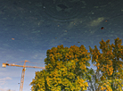 Reflection of a tree in the Svisloch River