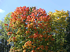 Autumn day in a Minsk park