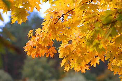 Golden autumn in Vitebsk