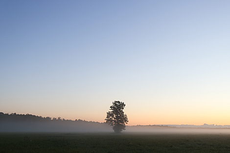 Foggy morning in Naliboki Forest