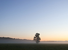 Foggy morning in Naliboki Forest