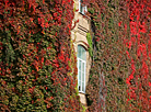 The facade of Yanka Kupala State University of Grodno braided with grapes
