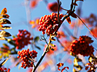 Rowan trees in Brest 