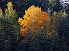 Autumn at the Lyuban chalk pit